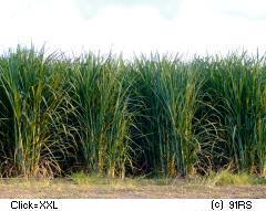 Negros Philippines, Sugarcane