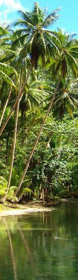 Palm trees Philippines 